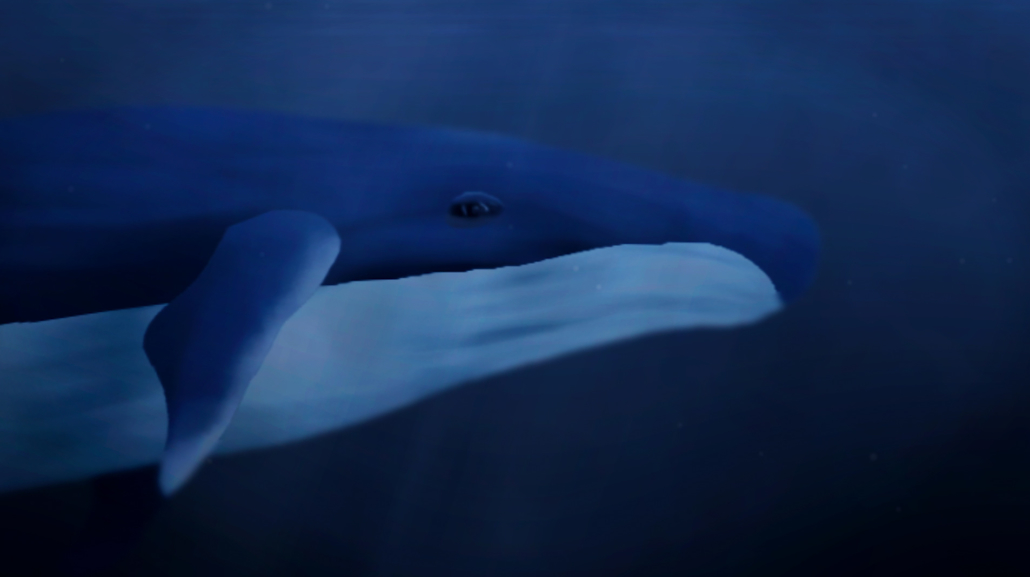 Vidéo motion design - ambiance sous-marine avec une baleine