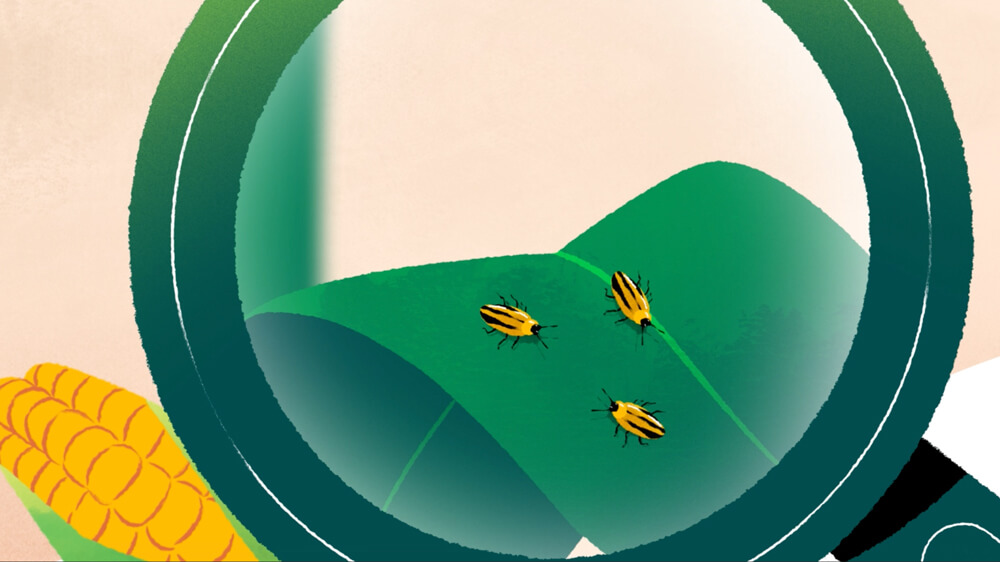 Motion design KLIMAcrops - vignette